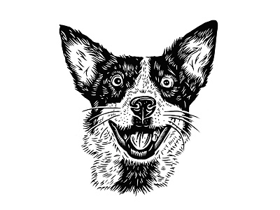Barb cattle dog dog portrait handdrawn illustration portrait