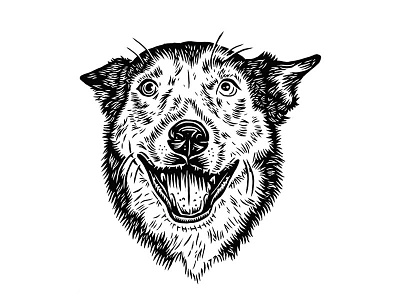 Larry canine dog portrait drawing hand drawn husky illustration portrait