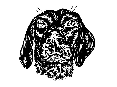 Arlo black and white dog portrait gsp hand drawn illustration