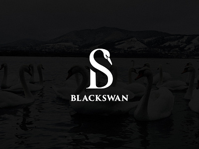 Black swan logo concept black blackswan branding bs design illustration logo luxury monogram swan
