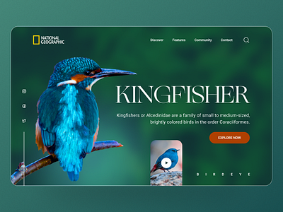 National Geographic- Bird Header Design 3d animal conservation animation bird header branding colour fly graphic design hero section landing page logo motion graphics natural design nature ui ux