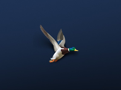 Duck bird duck fly icon mallard wings