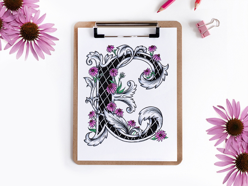 Victorian Floral Alphabet - E (Echinacea) echinacea alphabet floral botanical art lettering fonts typography illustration