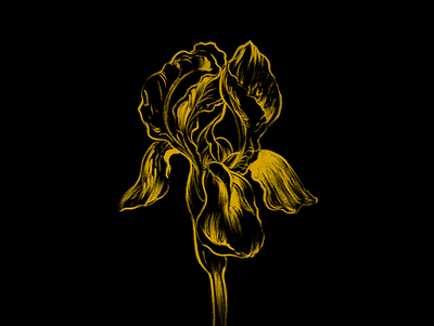 Iris artwork beauty botanical art drawing flower illo illustration inkdrawing poster press illustration sketchbook yellow and black