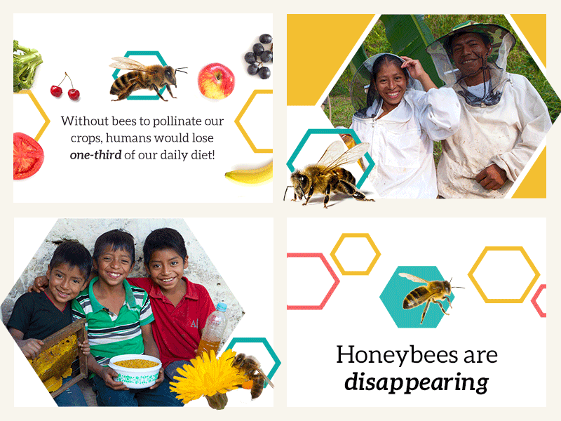 Heifer International: UnBEElievable Emails bees conservation email email design gif honeybee