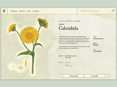 Plant Guide Website guide interface plants ui web web design website witchy