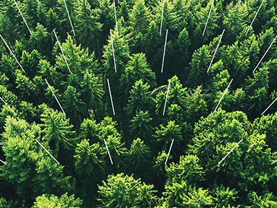 green green lines tracking trees white