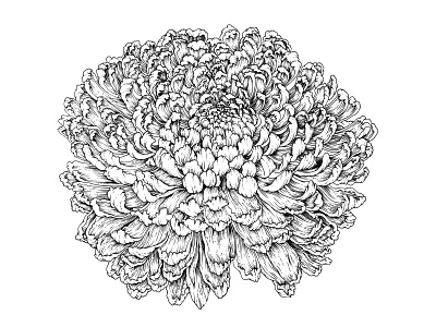 Chrysanthemum black and white branding chrysanthemum detailed drawing floral flower hand drawn hand drawn handdrawn illustration illustration design lush texture