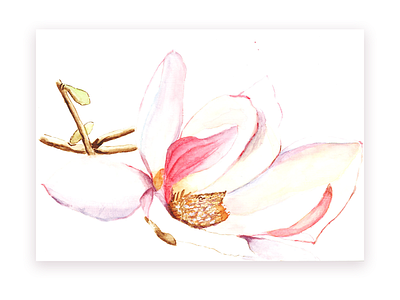 Watercolor flower illustration flower illustration painting water color