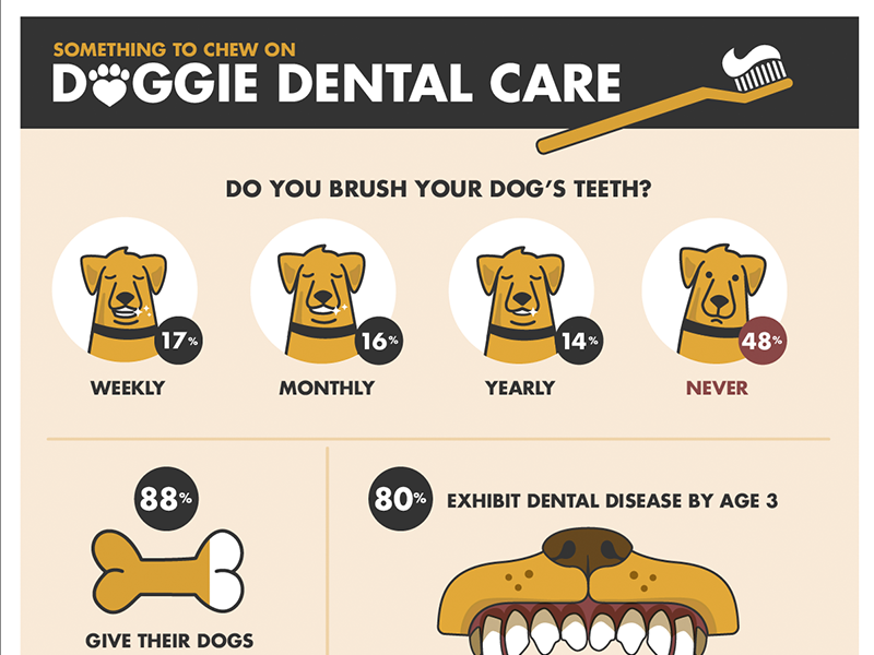 Dog Dental Health Infographic by Kay Hutchison on Dribbble