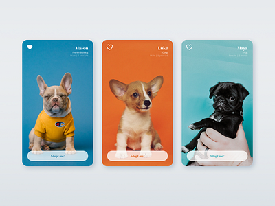 Daily UI:: 045 - Info Card adoption app dailyui design info card infocard mobile pet ui