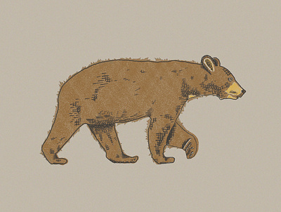Bear design illustration procreate