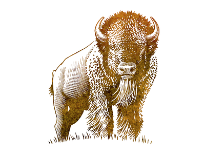 A Buffalo for a Bank classic design emblem emblem design illustration logo pen and ink symbol vintage woodcut