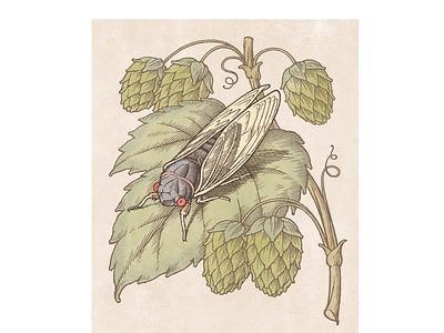vintage cicada illustration