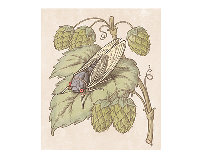 Cicada Beer label beer branding classic engraving illustration packaging pen and ink vintage woodcut