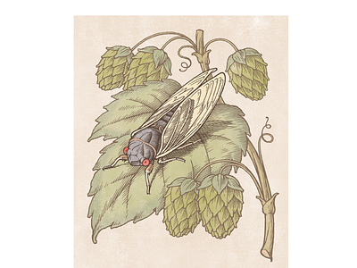 Cicada Beer label