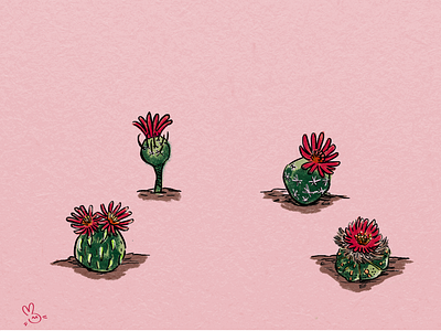 Cactus and Mandragoras