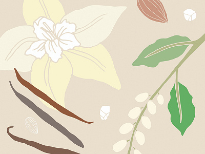 Vanilla Almond drawings food fruits illustration
