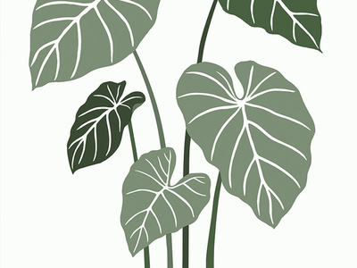 Philodendron alocasia design drawings greens houseplants illustration leaves philodendron plant illustration plants vector vector art