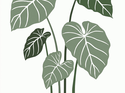 Philodendron by linda kim on Dribbble