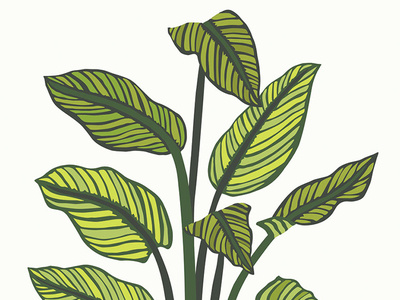 Calathea calathea drawings greens houseplants illustration leaves plant plants vector vector art
