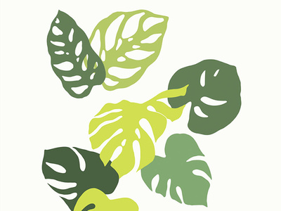 Monstera design drawings houseplant houseplants illustration monstera plant plant illustration plants vector vector art