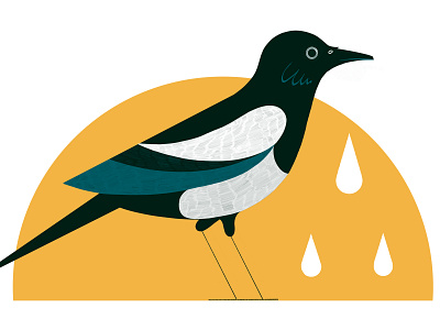 Irish Superstitions People Still Believe - Culture Trip bird colour design editoral editorial illustration illustration magpie print