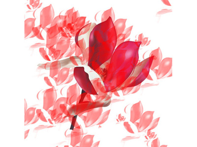 Petals illustration