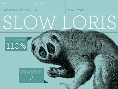 Slow Loris Fact Sheet