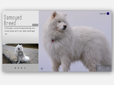 Samoyed Breed design typography ui ux web website