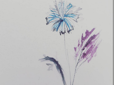 Knapweed watercolor flour illustration