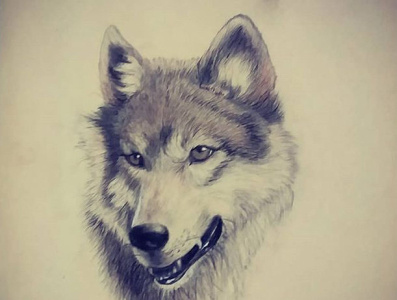 Alpha amin shahrokhi aminshahrokhi design designer developer draw drawing freelancer fullstack paint painting shahrokhi web designer wolf wolf drawing wolf paint wolf pen wolves