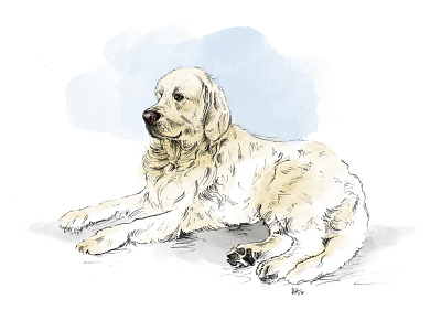 Ringo digital painting dog dog illustration golden retriever illustration pencil photoshop retriever