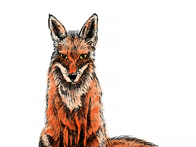 Fox Illustration character design fox fox drawing fox illustration illustration pen photoshop