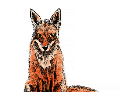 Fox Illustration