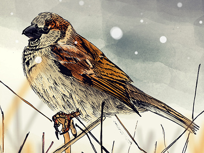Sparrow bird bird illustration drawing illustration pen photoshop sparrow