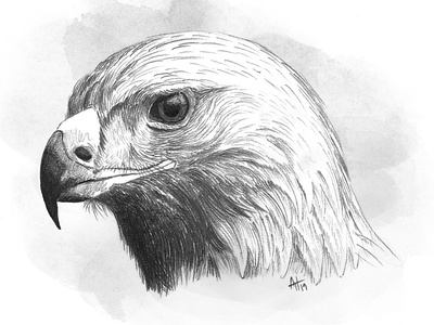 Eagle bird bird of prey drawing eagle pencil drawing