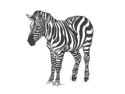 Zebra - Zooshirts project animal zebra zoo