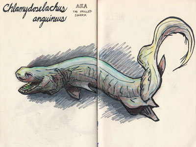 Chlamydoselachus color study colored pencils deep sea creatures drawing illustration inks prismacolor sketch sketchbook the frilled shark