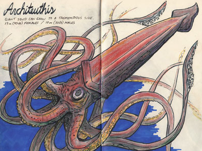 Architeuthis color study colored pencils deep sea creatures drawing giant squid illustration inks prismacolor sketch sketchbook
