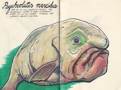 Psychrolutes marcidus blobfish color study colored pencils deep sea creatures drawing illustration inks prismacolor sketch sketchbook