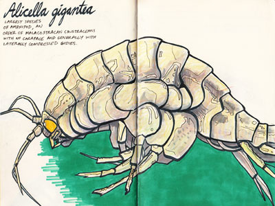 Alicella gigantea amphipod color study colored pencils deep sea creatures drawing illustration inks prismacolor sketch sketchbook
