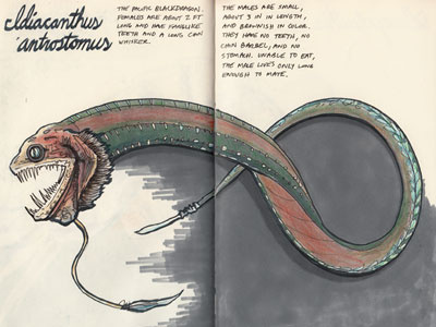 Idiacanthus antrostomus color study colored pencils deep sea creatures drawing illustration inks pacific blackdragon prismacolor sketch sketchbook