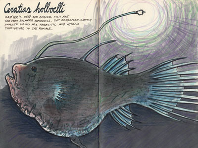 angler fish illustration