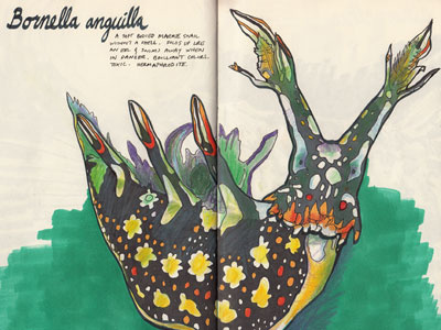 Bornella anguilla color study colored pencils deep sea creatures drawing illustration inks prismacolor sketch sketchbook