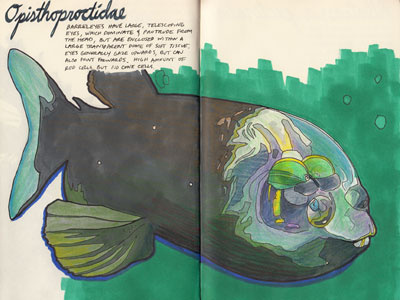 Opisthoproctidae barreleye color study colored pencils deep sea creatures drawing illustration inks prismacolor sketch sketchbook
