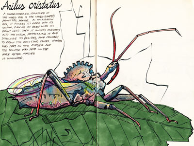 Arilus cristatus color study colored pencils drawing illustration inks insects prismacolor sketch sketchbook wheel bug