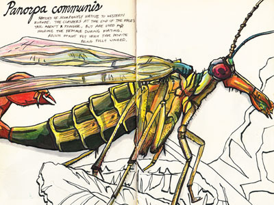 Panorpa communis color study colored pencils drawing illustration inks insects prismacolor scorpionfly sketch sketchbook