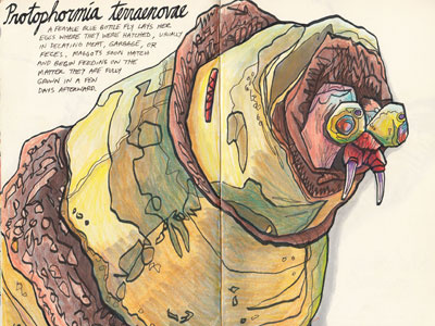 Protophormia terraenovae