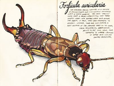 Forficula auricularia color study colored pencils drawing earwig illustration inks insects prismacolor sketch sketchbook